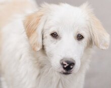 RIKU, Hund, Golden Retriever-Mi in Kroatien - Bild 17