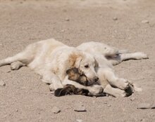 RIKU, Hund, Golden Retriever-Mi in Kroatien - Bild 19