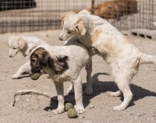 RIKU, Hund, Golden Retriever-Mi in Kroatien - Bild 20