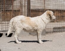 RIKU, Hund, Golden Retriever-Mi in Kroatien - Bild 21