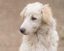 RIKU, Hund, Golden Retriever-Mi in Kroatien - Bild 22