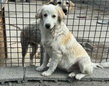 RIKU, Hund, Golden Retriever-Mi in Kroatien - Bild 27