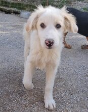 RIKU, Hund, Golden Retriever-Mi in Kroatien - Bild 29