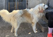 RIKU, Hund, Golden Retriever-Mi in Kroatien - Bild 3