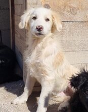 RIKU, Hund, Golden Retriever-Mi in Kroatien - Bild 30