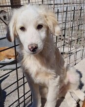 RIKU, Hund, Golden Retriever-Mi in Kroatien - Bild 31