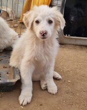 RIKU, Hund, Golden Retriever-Mi in Kroatien - Bild 32