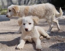 RIKU, Hund, Golden Retriever-Mi in Kroatien - Bild 33