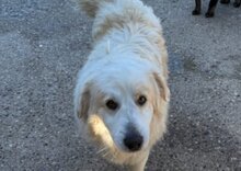 RIKU, Hund, Golden Retriever-Mi in Kroatien - Bild 4