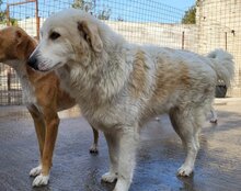 RIKU, Hund, Golden Retriever-Mi in Kroatien - Bild 6