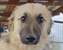 FRODO, Hund, Mischlingshund in Rumänien - Bild 1
