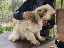 FRODO, Hund, Mischlingshund in Rumänien - Bild 3
