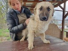 FRODO, Hund, Mischlingshund in Rumänien - Bild 4