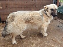 FRODO, Hund, Mischlingshund in Rumänien - Bild 7