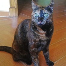 GINA, Katze, Europäisch Kurzhaar in Spanien - Bild 3