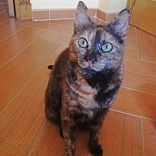 GINA, Katze, Europäisch Kurzhaar in Spanien - Bild 4