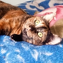 GINA, Katze, Europäisch Kurzhaar in Spanien - Bild 6