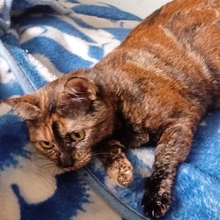 GINA, Katze, Europäisch Kurzhaar in Spanien - Bild 7