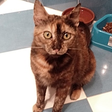GINA, Katze, Europäisch Kurzhaar in Spanien - Bild 8
