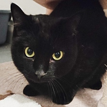 LUCKY, Katze, Europäisch Kurzhaar in Spanien - Bild 1