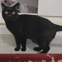 LUCKY, Katze, Europäisch Kurzhaar in Spanien - Bild 2