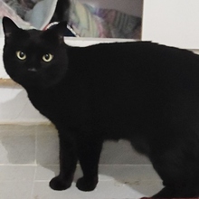 LUCKY, Katze, Europäisch Kurzhaar in Spanien - Bild 3