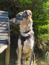 BIANCO, Hund, Mischlingshund in Waldheim - Bild 2