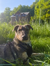 BIANCO, Hund, Mischlingshund in Waldheim - Bild 3