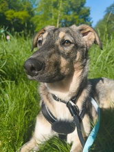 BIANCO, Hund, Mischlingshund in Waldheim - Bild 5