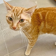 DORITA, Katze, Europäisch Kurzhaar in Neu-Ulm - Bild 1