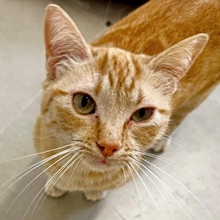DORITA, Katze, Europäisch Kurzhaar in Neu-Ulm - Bild 2