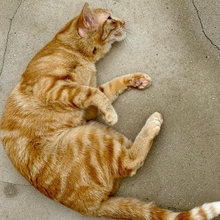 DORITA, Katze, Europäisch Kurzhaar in Neu-Ulm - Bild 3