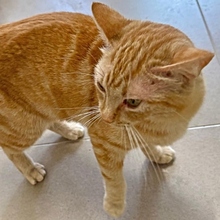 DORITA, Katze, Europäisch Kurzhaar in Neu-Ulm - Bild 4