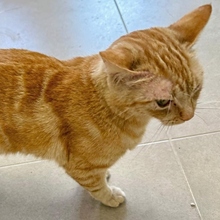 DORITA, Katze, Europäisch Kurzhaar in Neu-Ulm - Bild 5