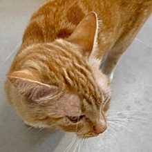 DORITA, Katze, Europäisch Kurzhaar in Neu-Ulm - Bild 6