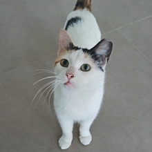 ABSENTA, Katze, Europäisch Kurzhaar in Spanien - Bild 1