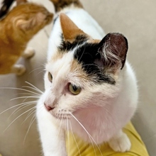ABSENTA, Katze, Europäisch Kurzhaar in Spanien - Bild 2