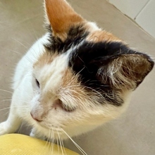 ABSENTA, Katze, Europäisch Kurzhaar in Spanien - Bild 4