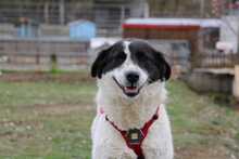 KLARA, Hund, Mischlingshund in Griechenland - Bild 1