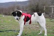 KLARA, Hund, Mischlingshund in Griechenland - Bild 2