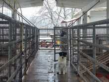KLARA, Hund, Mischlingshund in Griechenland - Bild 5