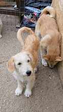 LUCA, Hund, Mischlingshund in Rumänien - Bild 14