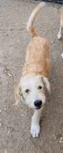 LUCA, Hund, Mischlingshund in Rumänien - Bild 15