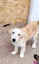 LUCA, Hund, Mischlingshund in Rumänien - Bild 27