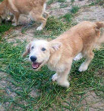 LUCA, Hund, Mischlingshund in Rumänien - Bild 3