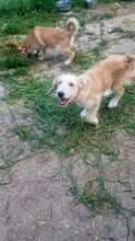LUCA, Hund, Mischlingshund in Rumänien - Bild 4