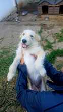 LUCA, Hund, Mischlingshund in Rumänien - Bild 5