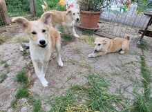 LUCA, Hund, Mischlingshund in Rumänien - Bild 7