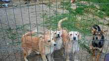 LUCA, Hund, Mischlingshund in Rumänien - Bild 9