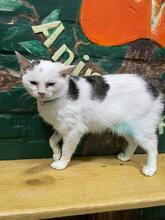 KOTYA, Katze, Europäisch Kurzhaar in Ukraine